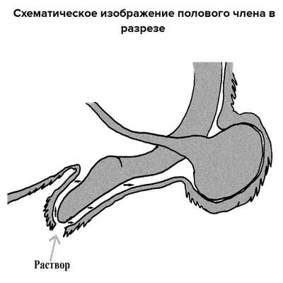 Акушерская физиология. Анатомия и физиология половых органов самцов  животных - презентация онлайн