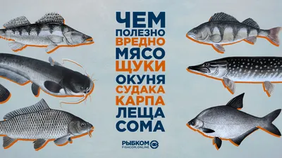 ЭкоГид: Рыбы России - Определитель и Рыбалка