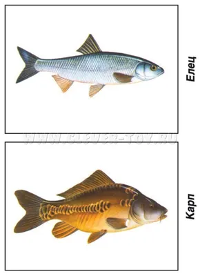 Две Пресноводные Рыбы Белый Лещ Или Серебряная Рыба С Стержнем — стоковые  фотографии и другие картинки Cyprinidae - iStock