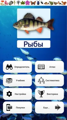 Особенности национальной рыбы в Турции | Пикабу