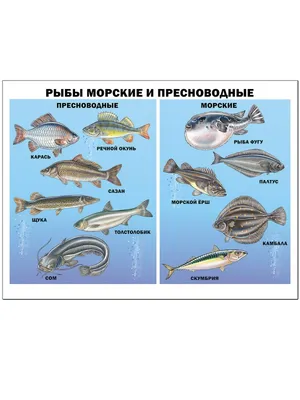 Семейство Карповые Cyprinidae - аквариумные и пресноводные рыбы |  АКВАРИУМНЫЕ РЫБКИ