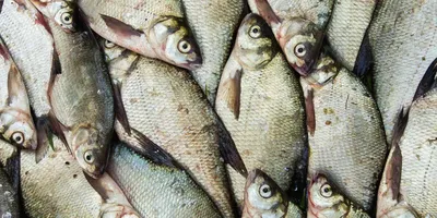 ЭкоГид: Рыбы – скачать приложение для Android – Каталог RuStore
