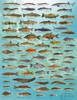 Пазл Eurographics 1000 деталей: Пресноводные рыбы (6000-0312) - купить в  интернет магазине - 1001puzzle.ru