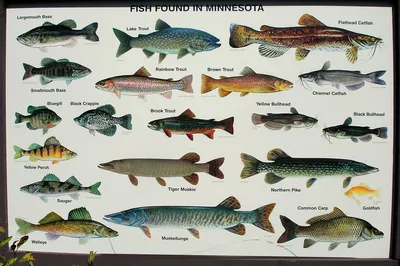 Пресноводные рыбы Средней Сибири | Книжная Сибирь - 2023