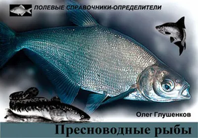 Нездешняя рыба: как инвазивные виды захватывают российские водоемы | Вокруг  Света