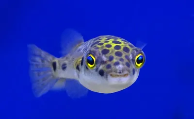 Какие речные рыбы самые живучие? Вы удивитесь! - YouTube