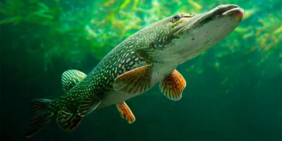 Основные виды рыбы и их местообитания в Украине | Fishmania 2023