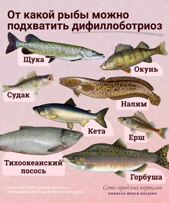 Основные виды рыбы и их местообитания в Украине | Fishmania 2023