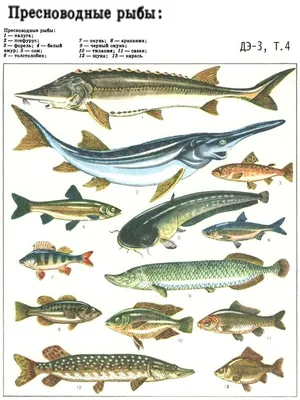 Рыбы Красной книги Украины - Днепропетровское отделение АсФУ