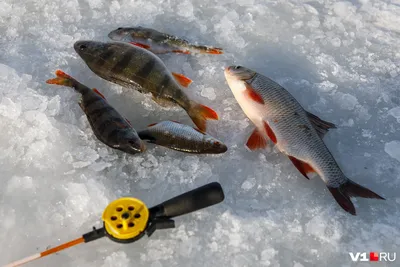 У рыб нашли ранее неизвестный механизм защиты от пластика - Газета.Ru |  Новости