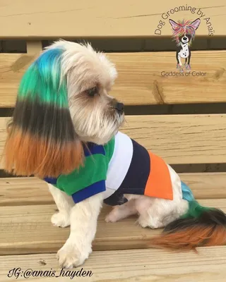 Стрижка ши тцу - цена в груминг салоне Barber Pet в Киеве