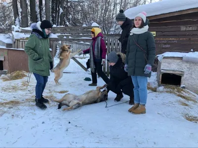 БФПБЖ \"Кот и Пёс\"