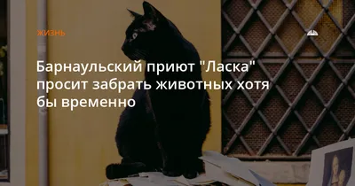 Власти Барнаула вновь обсуждают увеличение площадей приюта «Ласка» из-за  роста числа отловленных собак