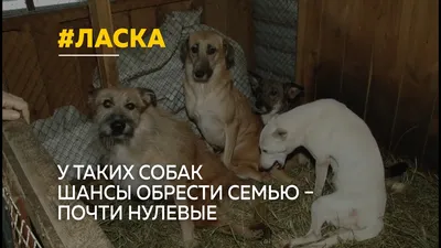 Ласка, общественная организация в Барнауле на проспект Космонавтов, 52а —  отзывы, адрес, телефон, фото — Фламп