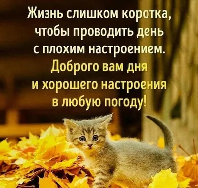 Доброго утра и прекрасного настроения!) #открытка #доброеутро #пожелан... |  TikTok