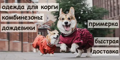 Одежда для Вельш-Корги интернет-магазин \"Коржик\"