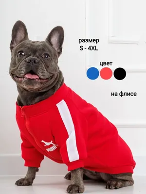 TAOPETS Одежда для собак и кошек