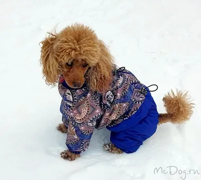 Отзывы об одежде для собак McDog.ru