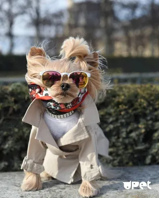 Häntä DogWear | Одежда для собак (@hantadogwear) • Instagram photos and  videos