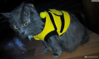 Костюм для собак Pet Fashion АЛЬФ купить в интернет магазине