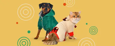 Одежда для собак Aliexpress Костюмчик пчелки для кошек и собак(Bumble bee  Dog Halloween Costume Clothes Pet Apparel Bumble Bee Dress Up) - «Прикольная  одежка» | отзывы