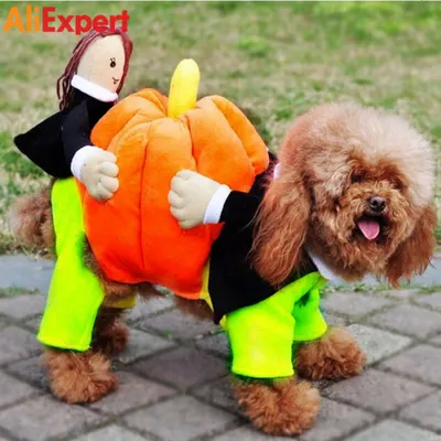 Отзывы об одежде для собак McDog.ru
