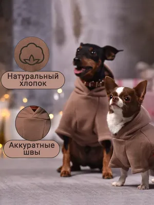 5 производителей одежды для собак, которые заслуживают вашего внимания! |  Четыре Лапы. Все о домашних животных | Дзен