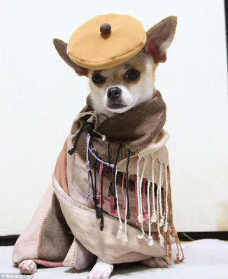 Модная одежда для собак в интернет-бутике DollyDog. Продажа эксклюзивной  одежды для маленьких собак