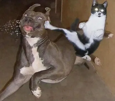 19 Photos of Cats and Dogs That Make Us Cry With Laughter / Bright Side