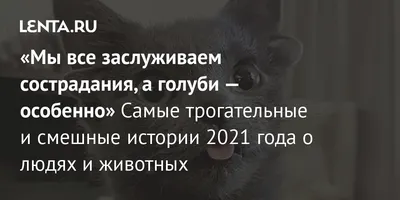 Костюм для животного одежда для кошек собак щенят PETSROOM 22730353 купить  за 430 ₽ в интернет-магазине Wildberries