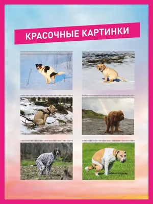 Коты и собаки / котэ vs собаки :: Смешные комиксы (веб-комиксы с юмором и  их переводы) / смешные картинки и другие приколы: комиксы, гиф анимация,  видео, лучший интеллектуальный юмор.