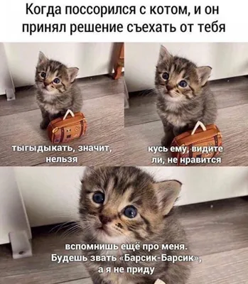 Смешные коты (60 фото) | Cute cats and dogs, Crazy cats, Funny cute cats