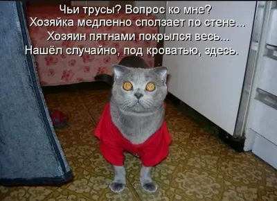 СМЕШНЫЕ ЖИВОТНЫЕ 2019 / ПРИКОЛЫ КОТЫ СОБАКИ, ЛУЧШИЕ ПРИКОЛЫ с Кошками и  Собаками Funny Cats - YouTube