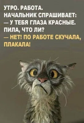 Кружка \"прикол \"Отдаюсь работе\"\", 330 мл, 1 шт - купить по доступным ценам  в интернет-магазине OZON (182732698)