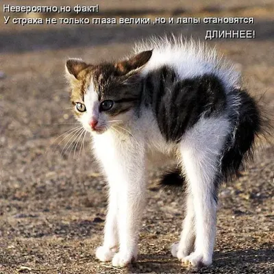 Самые веселые животные с надписями - фотографии для хорошего настроения |  Смешные животных с надписью Фото №896865 скачать