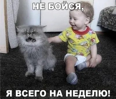 Очень прикольные демотиваторы (50 штук) | Funny baby pictures, Funny  babies, Baby memes