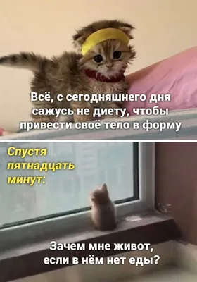 Рецепты Диетолога ПП ЗОЖ Диеты - Всем позитива😂 . . #приколы #прикольно  #прикольчик #прикол #смешно #юмор #юморист #ппюмор | Facebook