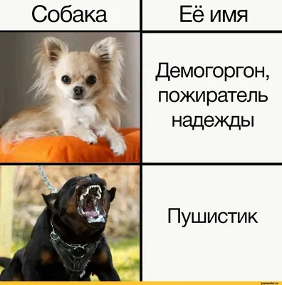 Анекдоты про кошек и собак. Юмор про домашних любимцев, Юрий Лавров –  скачать книгу fb2, epub, pdf на ЛитРес