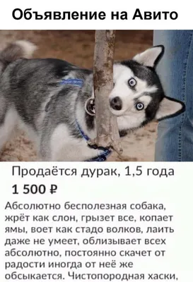 Анекдоты про собак и их хозяев. Часть 6. | akita_edition | Дзен