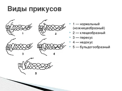 Фотографии собак | Фото 95991 на SOBAKI.PRO