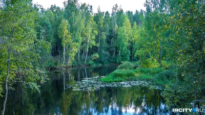 Иркутская область, г. / лес :: Природа (красивые фото природы: моря, озера,  леса) :: зима :: трамвай / смешные картинки и другие приколы: комиксы, гиф  анимация, видео, лучший интеллектуальный юмор.