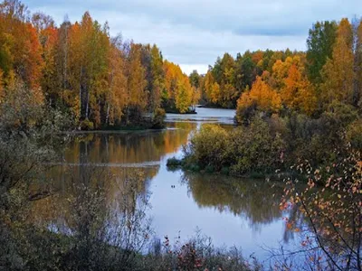 Природа Омской области: ландшафт, водоёмы, флора и фауна