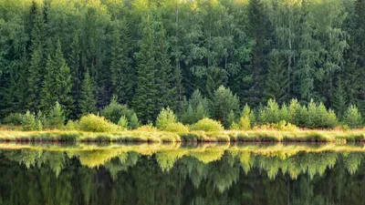 Природа Томской области (61 фото)