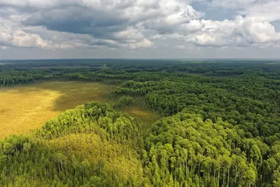 Томской области увеличили федеральное финансирование на охрану лесов от  пожаров