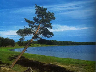 Лес Томской области (Множество фото) - treepics.ru