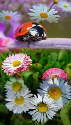 Ladybug on Pink and White Flower