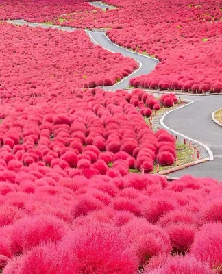 beautiful flowers красивые цветы цветы живые цветы цветы в природе  вдохновение обои для телефона garden flower plants цветущие растения… |  Plants, Garden, Instagram