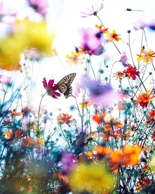 Flowers photography, Flower aesthetic, Flower field