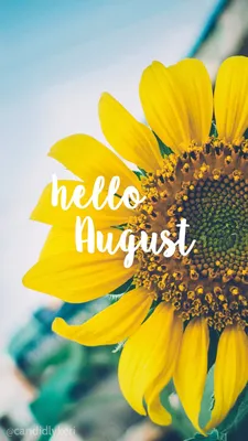 Pin by Denisse Villa on Sunflower wallpaper | Hello august, August  wallpaper, Hello august images