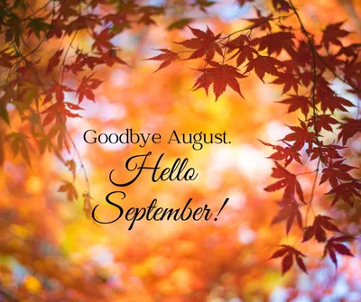 Hello August` on a Sky-patterned Wallpaper Adorned with Floral Outlines  Stock Image - Image of printerready, weve: 252230373